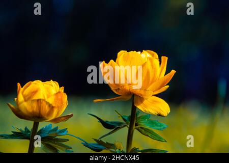 A bright orange Siberian flower blooming in spring and early summer - Swimsuit or Ogonyok sometimes called Zharki, selective focus Stock Photo