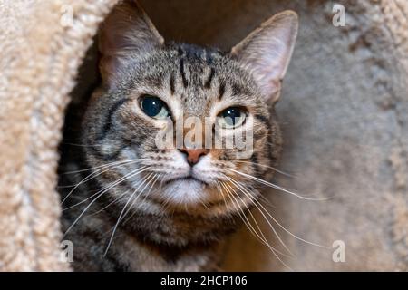 Issaquah, Washington, USA.  Ten year old pet American Short-hair cat, Mickey, Stock Photo