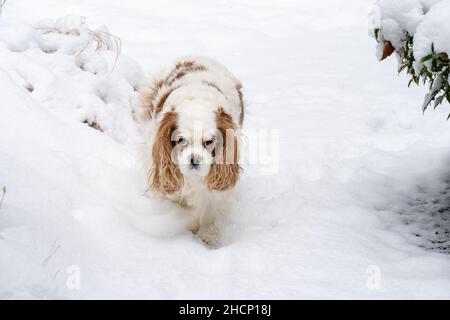 Issaquah, Washington, USA.  Cavalier King Charles Spaniel, Mandy, walking in snow.  (PR) Stock Photo