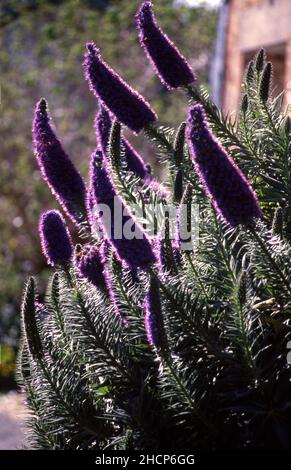 ECHIUM FASTUOSUM, PRIDE OF MADEIRA (BORAGINACEAE) Stock Photo