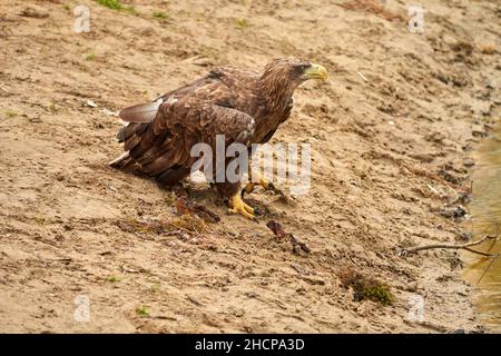 A hunting bald eagle walks with great strides over the sand. Sharp nails in the claws. Detailed, yellow beak brown feathers. Stock Photo