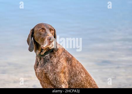 Detailed headshot of a German Shorthaired Pointer, GSP dog sitting on the beach of a lake during a summer day. He looks back, water in the background. Stock Photo