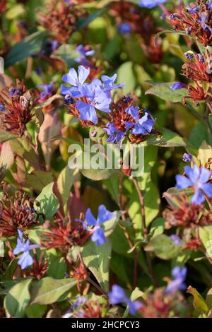 Ceratostigma plumbaginoides, hardy blue-flowered leadwort, Hardy plumbago. Clusters of blue flowers in early autumn Stock Photo