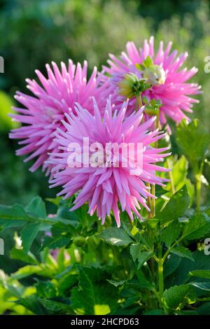 Dahlia 'Hillcrest Candy'. Medium pink flowered Semi-cactus Stock Photo