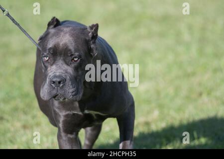 Cane Corso on a field of grass Stock Photo