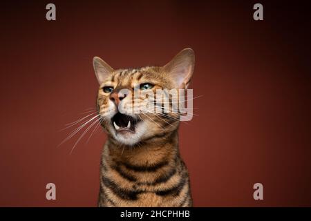 brown spotted bengal cat looking to the side angrily ranting with open mouth on brown background Stock Photo