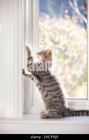A kitten sitting on a window sill playing with the venetian blind wand  / control Stock Photo