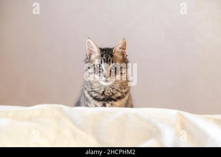 A cute six month old kitten popping it's head up at the end of a bed Stock Photo