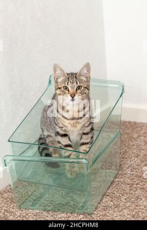A young cat sitting inside a clear plastic tray and looking to camera. Stock Photo