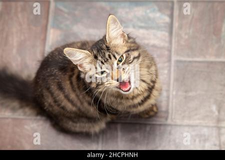 A hungry kitten meowing photographed from above Stock Photo