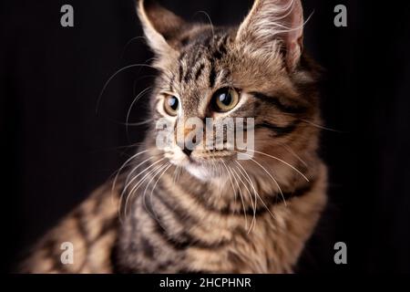 Portrait of a six month old kitten looking away Stock Photo