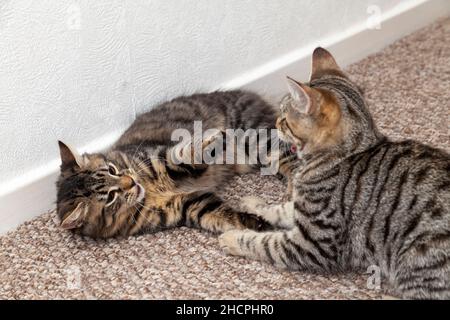 Two kittens play fighting indoors Stock Photo
