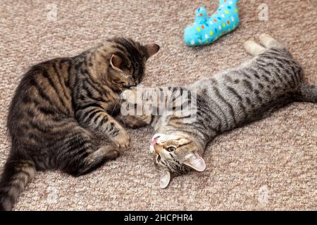 Two kittens play fighting Stock Photo
