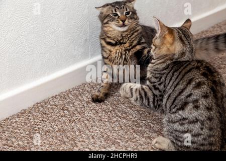 Two kittens play fighting indoors Stock Photo