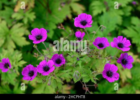 Geranium Anne Thomson, Geranium procurrens x Geranium psilostemon, magenta, flower, flowers, flowering, perennial, perennials, RM Floral Stock Photo