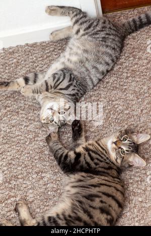 Two kittens lying on a carpet floor looking up to camera Stock Photo