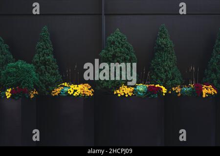 Big planters with various plants set against an outdoor wall Stock Photo