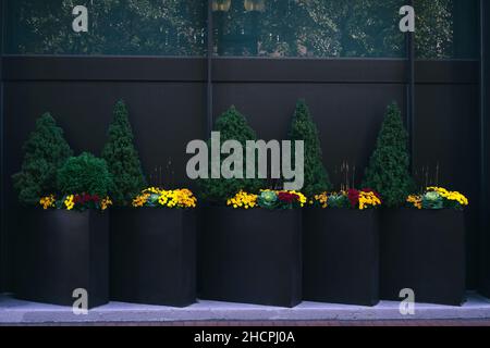 Big planters with various plants set against an outdoor wall Stock Photo