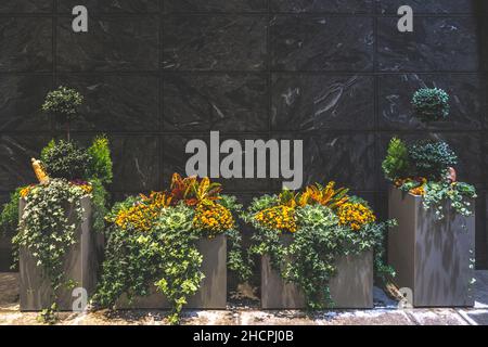 Big planters with various plants set against an outdoor wall Stock Photo