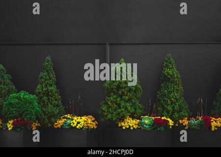 Big planters with various plants set against an outdoor wall Stock Photo