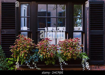 Big planters with various plants set against an outdoor glass wall Stock Photo
