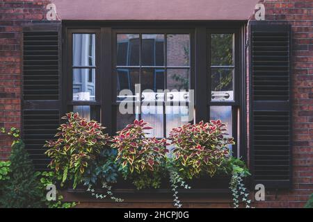 Big planters with various plants set against an outdoor glass wall Stock Photo