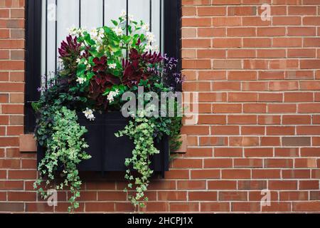 Big planters with various plants set against an outdoor wall Stock Photo