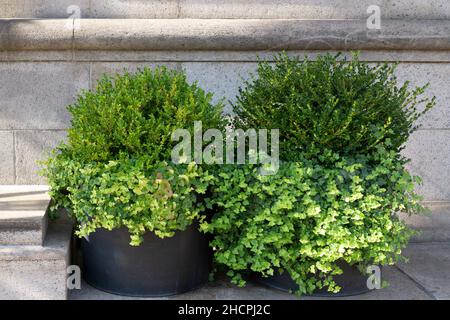 Big planters with various plants set against an outdoor wall Stock Photo