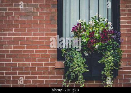 Big planters with various plants set against an outdoor wall Stock Photo