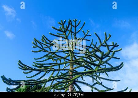 Monkey puzzle tree / Araucaria araucana against a blue sky Stock Photo