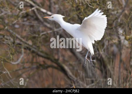 cattle egret Bubulcus ibis perching or flying Stock Photo