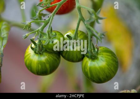 Green striped tomatoes growing on the vine Stock Photo