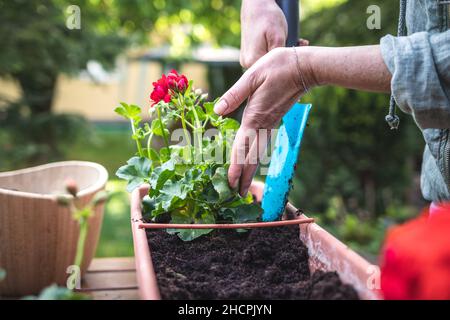 Gardening in spring. Woman with shovel is putting soil into flower pot. Planting geranium plant in garden Stock Photo