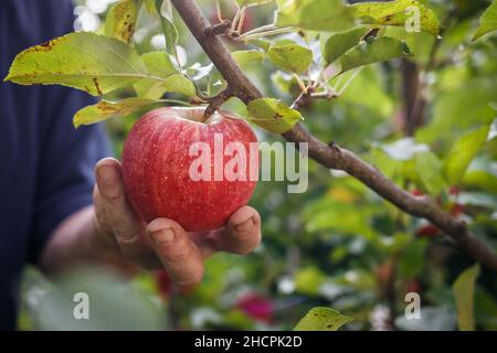 Old farmer picking red apple from tree. Harvesting fruit in organic garden Stock Photo