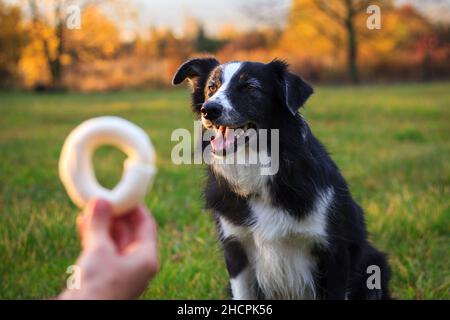 Animal trainer giving pet treat reward to dog after obedience training. Woman and border collie outdoors