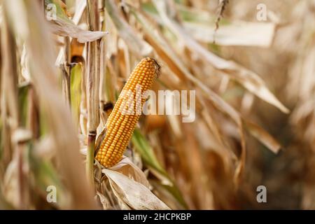 Corn on the cob. Agricultural field before harvest. Maize crop. Dried plant Stock Photo