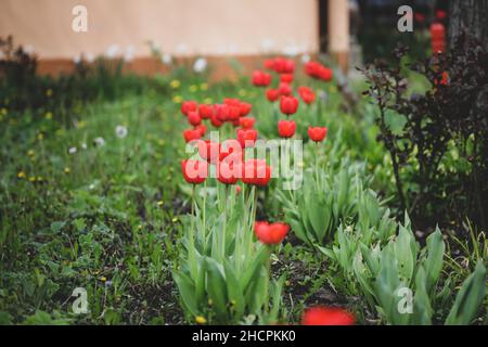 Shallow depth of field (selective focus) details with red tulips on a sunny spring day. Stock Photo