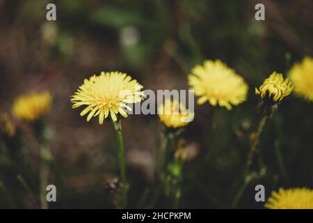 Shallow depth of field (selective focus) details with seeding and flowering dandelion flowers (Taraxacum) during a sunny spring day. Stock Photo