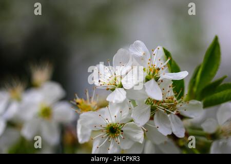 Shallow depth of field (selective focus) details with plum tree flowers during a sunny spring day. Stock Photo
