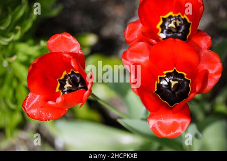 Shallow depth of field (selective focus) details with red tulips on a sunny spring day. Stock Photo