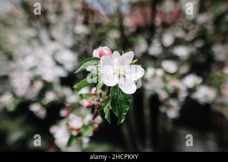 Shallow depth of field (selective focus) details with apple tree flowers during a sunny spring day. Stock Photo