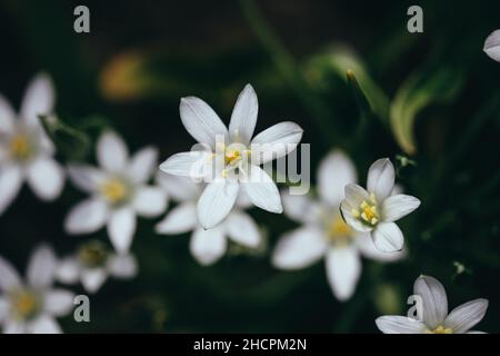 Shallow depth of field (selective focus) details white rain lily flowers (Zephyranthes candida, autumn zephyr lily, white windflower). Stock Photo
