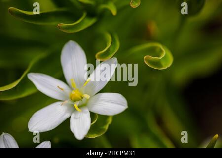 Shallow depth of field (selective focus) details white rain lily flowers (Zephyranthes candida, autumn zephyr lily, white windflower). Stock Photo