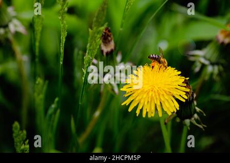 Shallow depth of field (selective focus) details with a bee on a dandelion flower (Taraxacum) during a sunny spring day. Stock Photo