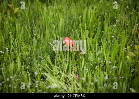Shallow depth of field (selective focus) details with a red easter egg in the grass during a sunny spring day. Stock Photo