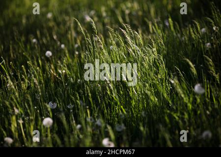 Details with green grass under heavy wind in the dusk light of a spring day. Stock Photo