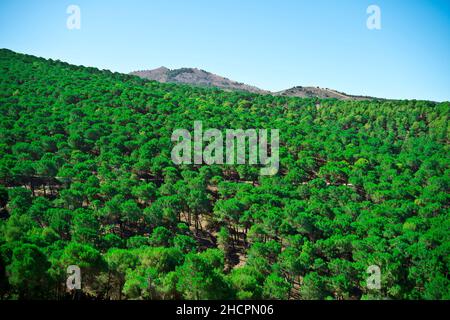 mount of green pines in summer, full of green color Stock Photo