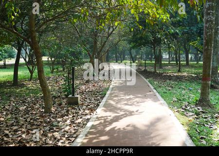 fallen dry leaves on ground close up  Stock Photo