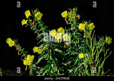 Many vivid yellow flowers and green leaves of Oenothera plant, commonly known as evening primrose, suncups or sundrops, in a garden in a sunny summer Stock Photo
