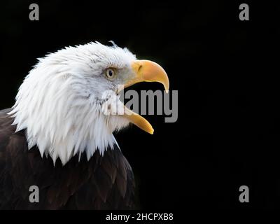 An American Bald Eagle (Haliaeetus leucocephalus) side portrait with mouth open Stock Photo